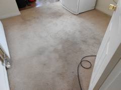 Carpet Cleaning